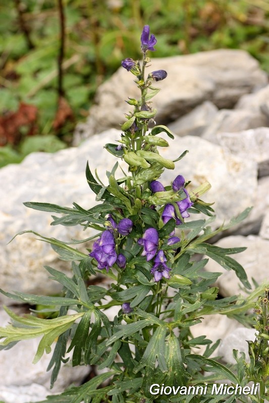 Aconitum sp.